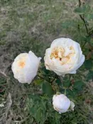 永遠的格陵蘭,玫瑰花苗 [缺貨，培育中]
