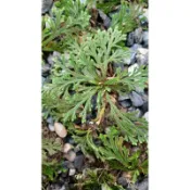 妞妞花園 蕨類植物 萬年松 大 裸根寄出