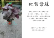 心栽花坊-紅葉紫蘇/5吋盆/藥用香料香草植物/售價150特價120