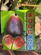 花花世界-水果苗**黑貝拉無花果**6/7吋盆/高30-50公分/MA*不建議超取*