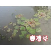 【水畝田】 台灣菱、小果菱、野菱 (原生、浮葉、食用水生植物、水草、DIY 盆栽素材、官田菱角)