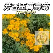 嘉義現貨 （芳香王萬壽菊種子）濃香型 夏日可驅蚊效果好 室內四季好養易活 耐寒耐熱 耐旱 花卉陽台庭院四季開花 四季種植