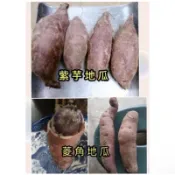 【阿熊地瓜🐻】無毒無農藥無除草劑 紫芋/菱角（牛奶）地瓜 一斤60$/80$/超取最多12斤