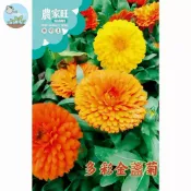 【原廠包裝】金盞菊種子(Marigold)2克裝 台灣現貨 可食用萬壽菊 美容護膚 泡茶入菜 蜜源植物  易種四季開花