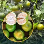 【賞菓優鮮】白河關子嶺老欉青橘椪柑精美特大果禮盒2盒(7-8粒/5斤X2盒)(肉橘酸甜_皮青馨香_產地現採直送)