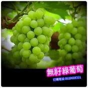美國無籽綠葡萄✅大苗盆栽✅頂尖好吃✅南北皆可種 葡萄苗 葡萄 樹苗 果苗 矮化果樹 矮生盆栽 矮化盆栽 水果苗