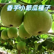 台灣現貨【香芋小節瓜種子】栗子南瓜 台灣現貨 家庭菜園 陽台盆栽 易種植 當季新品 自種自吃 爽脆香甜 新手易種植