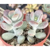 多肉植物-達摩福娘2棵合售3吋 出清特價