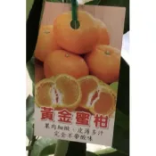★綠霖園藝★黃金蜜柑🍊嫁接苗高度80公分 水果樹苗/觀賞植物/水果樹苗/新興果樹/果苗/嫁接/植物/盆栽