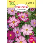 【醬米資材】紋瓣波斯菊 紋瓣大波斯 花卉種子 天星牌 泥炭土 培養土 播種 彩色包裝 原包裝種子