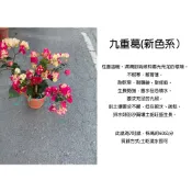 心栽花坊-畫報九重葛/花豹九重葛/新花色系/7吋/開花植物/綠籬植物/花色隨機/特價380