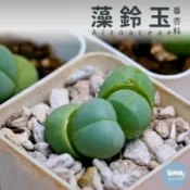 🌵✧植得栽✦【藻鈴玉】番杏科/石頭玉/屁屁玉/石頭花/Lithops/生石花屬/屁屁石頭玉/多肉植物/多肉/園藝