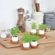 【聖新陶藝】NEW Eggling 復刻植物栽培蛋/三款 (環境友善包裝/栽培蛋/日本正版授權/仙人掌/野草莓/羅勒)