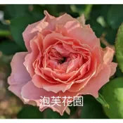 ★花點時間★玫瑰花苗(月季)2吋盆A區