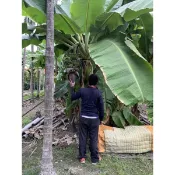 各種蕉苗矮種芭蕉苗側芽看圖就知道真的是矮的