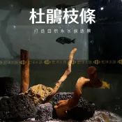 宏洋水族【杜鵑枝條】水族、爬蟲、鳥皆適〞天然造景沉木 水族裝飾品 天然沉木 杜鵑木 水族造景 沉木造景 杜鵑根 水草沉木