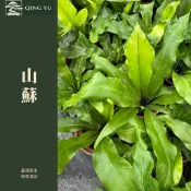 【青嶼】山蘇盆栽｜台灣原生山蘇｜鳥巢蕨｜耐陰觀葉植物｜室內綠植｜可食用山菜