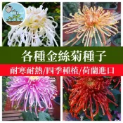 金絲皇菊種子 杭菊 黃金菊 高品質菊花種籽 澎湖菊 泡茶用 盆栽 花園 陽台 自家種植 可食用菊花 香草植物 園藝療癒