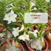 金蘭花園🏷️ 白色單瓣 沙漠玫瑰種子 50顆入 重瓣 白色系 懶人植物 戶外植物