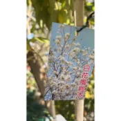霏霏園藝白花風鈴木.7寸美植.1600元新品種高度120-150公分