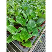 琴葉榕。 小葉品種。 簡單俐落大方的葉子 ，3吋盆 50元