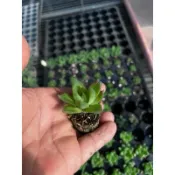 多肉植物-寶草（穴盤苗不附花牌）-慈碩農場嚴選渡夏品種