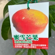 蜜雪芒果 嫁接苗盆栽🟡強力矮化+南北可種+陽台產果🟡 愛文芒果 土芒果 夏雪芒果 金煌芒果 芒果 芒果苗 樹苗 水果苗