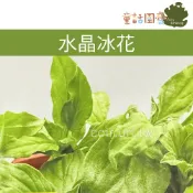 【花園夢想家】水晶冰花菜種子(冰原) lce Crystal 種子 沙拉蔬食 料理裝飾用 童話園藝