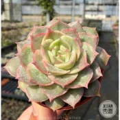 一吋迷你盆【昂斯洛】多肉植物|多肉|景天科｜療癒小物| 組盆|綠手指必備|［Xuan肉園］