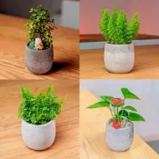 桌上型水泥盆栽 常春藤 馬拉巴栗 小葉羅漢松 虎耳草 桌上型植物 室內植物 禮物
