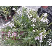 花花世界-季節花卉**隨意草**6吋盆/高20-40公分/ 常開花、會結果子/MA
