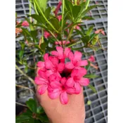 植系青屬-9/19更新品種著生杜鵑/杜鵑花/目前有五種品種可挑/開花植物/觀花植物/三吋盆