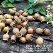 小山捻野牡丹桃金孃桉樹尤加利桃金娘果實蒴果 聖誕節乾燥果實種子 乾燥聖誕耶誕藤圈花圈素材 ［壹樓花藝雜貨］