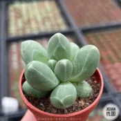 一吋迷你盆【千代田之松】多肉植物|多肉|景天科｜療癒小物| 組盆|綠手指必備|［Xuan肉園］