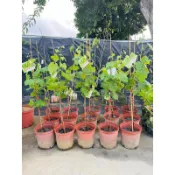 ★綠霖園藝★陽光玫瑰葡萄 8寸盆 觀賞植物/水果樹苗/新興果樹/果苗/嫁接/植物/盆栽