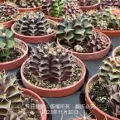 沅鈺農場   仙人掌   一吋盆/緋牡丹