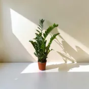 ｛英宏｝室內植物 金錢樹7寸 質感白盆 北歐風 宜家家居 熱門 觀葉植物 招財 開幕