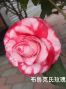 【盛宏茶花】茶花品種︱5吋盆原棵茶花︱布魯克氏玫瑰