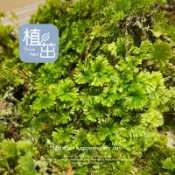 植茁🌿團扇蕨 迷你蕨類 現貨 微景觀 苔蘚生態造景 半水景生態缸