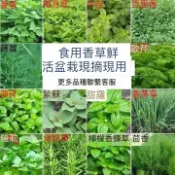 隔日到貨⚡香草種子大全（100粒）四季西餐常用香料 羅勒 迷迭香 歐芹 薄荷 菜籽 小院陽台農田種植 速生盆栽地栽