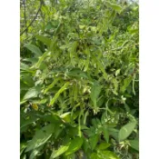 【抹草】抹草 抹草植株 小槐花植株 乾燥 抹草種子  抹草籽 大放送 買就送