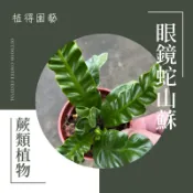 植得｜眼鏡蛇山蘇｜蕨類植物·空氣淨化