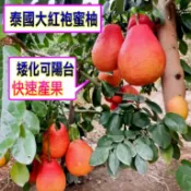 泰國大紅袍蜜柚苗 最新P29品種🟡嫁接粗頭苗🟡 文旦 文旦苗 柚子 柚子苗 果苗 矮化果樹 矮生盆栽 矮化盆栽 水果苗