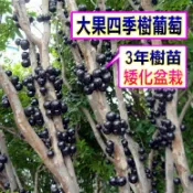 大果四季樹葡萄🟡2年多齡盆栽🟡早生種 樹葡萄 樹苗 果苗 矮化果樹 矮生盆栽 矮化盆栽 水果苗 水果盆栽 水果樹苗 葡萄