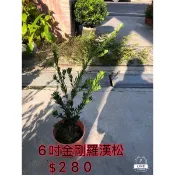 霏霏園藝6吋金剛羅漢松 $280