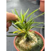 《🌿伍寶園藝木藝》大黃蜂羅漢松