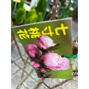 七寸桃花｜粿根（土球丸狀）出貨～多年生季節性落葉開花小喬木⋯