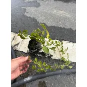 【寬乘職人】爬牆虎 3吋袋苗｜產地直發 地錦 攀緣植物 垂直綠化 牆面隔熱 圍籬裝飾 邊坡護坡