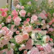 （快速出貨）月季薔薇花種籽 稀有玫瑰花種籽 薔薇玫瑰花種籽 爬藤玫瑰花種籽 本藤玫瑰花種籽 四季種植