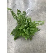 植系青屬-澎澎蕨/觀葉植物/室內植物/蕨類/五吋盆